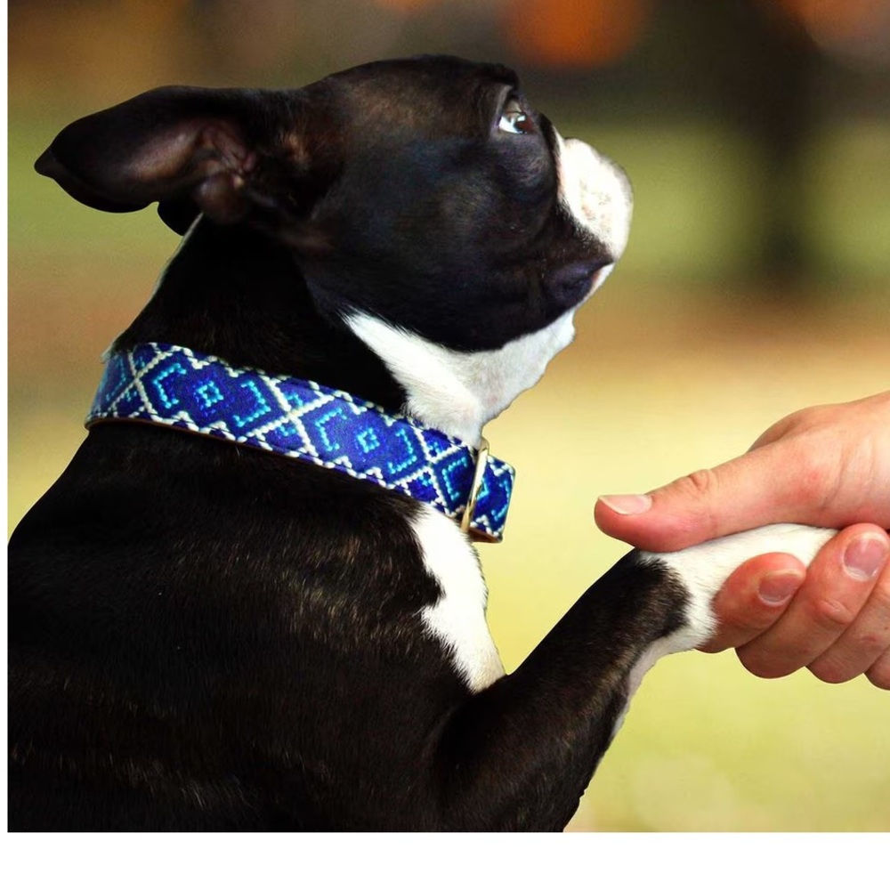 Friendship animal collar blue pattern gold buckle The Mucky Pup vegan leather XS